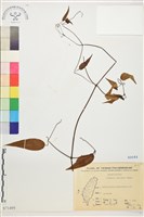 柱果鐵線蓮藏品圖，第2張