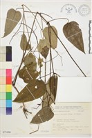 柱果鐵線蓮藏品圖，第2張