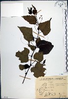 漢氏山葡萄藏品圖，第1張