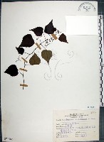 漢氏山葡萄藏品圖，第1張