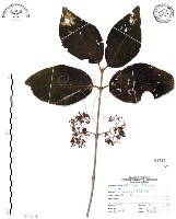 杜虹花，台灣紫珠藏品圖，第1張