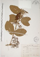 杜虹花，台灣紫珠藏品圖，第1張