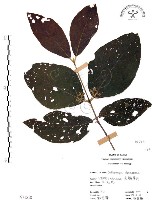 杜虹花，台灣紫珠藏品圖，第1張