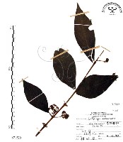 杜虹花，台灣紫珠藏品圖，第1張