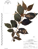 杜虹花，台灣紫珠藏品圖，第1張