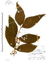 杜虹花，台灣紫珠藏品圖，第1張