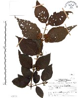 杜虹花，台灣紫珠藏品圖，第1張