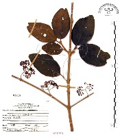 杜虹花，台灣紫珠藏品圖，第1張