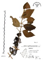 杜虹花，台灣紫珠藏品圖，第1張