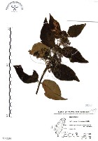 杜虹花，台灣紫珠藏品圖，第1張