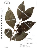 杜虹花，台灣紫珠藏品圖，第1張