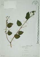 馬櫻丹藏品圖，第1張