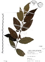 杜虹花，台灣紫珠藏品圖，第1張