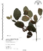 杜虹花，台灣紫珠藏品圖，第1張