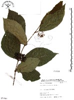 杜虹花，台灣紫珠藏品圖，第1張