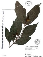 杜虹花，台灣紫珠藏品圖，第1張