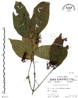 杜虹花，台灣紫珠藏品圖，第1張