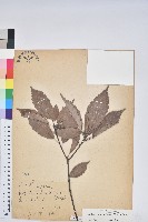 青剛櫟、鐵椆藏品圖，第1張