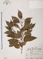 樟樹藏品圖，第1張