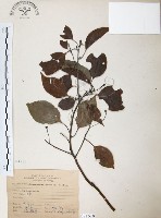 樟樹藏品圖，第1張