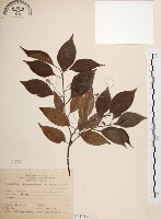 樟樹藏品圖，第1張