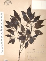 樟樹藏品圖，第1張