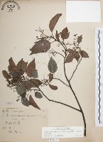 樟樹藏品圖，第1張