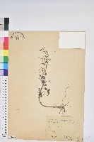 葉下珠、珠仔草藏品圖，第1張