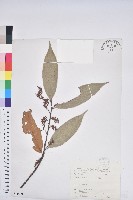 刺栲、鉤栗、火燒柯藏品圖，第1張