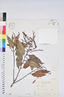 刺栲、鉤栗、火燒柯藏品圖，第1張