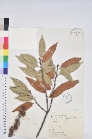 刺栲、鉤栗、火燒柯藏品圖，第1張