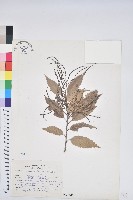 臺灣苦櫧藏品圖，第1張