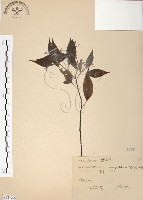 樟樹藏品圖，第1張