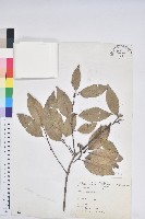 圓果青剛櫟藏品圖，第1張