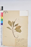 琴葉櫻藏品圖，第1張