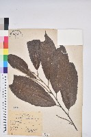 茅栗、日本栗藏品圖，第1張