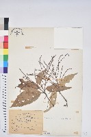 臺灣苦櫧藏品圖，第1張