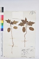 蓖麻藏品圖，第1張