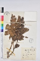 蓖麻藏品圖，第1張