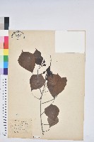 烏臼藏品圖，第1張