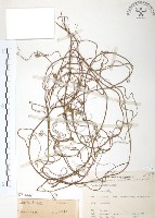 無根草藏品圖，第1張