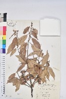 子彈石櫟、柯藏品圖，第1張