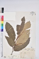 板栗藏品圖，第1張