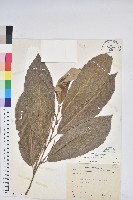 板栗藏品圖，第1張