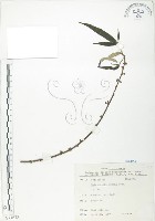 水麻藏品圖，第1張