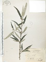 水麻藏品圖，第1張