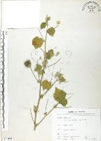 冬葵子藏品圖，第1張