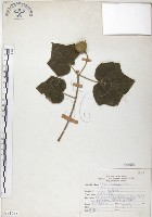 山芙蓉、臺灣山芙蓉、狗頭芙蓉藏品圖，第1張