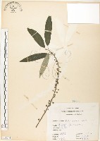 水麻藏品圖，第1張