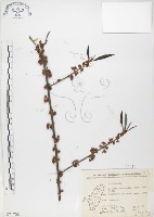 水麻藏品圖，第1張